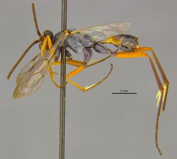 Media type: image;   Entomology 16534 Aspect: habitus lateral view